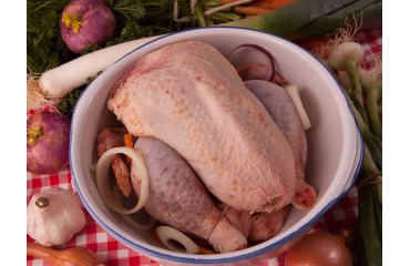 Poule